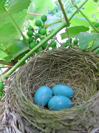 Robins nest with blue eggs
